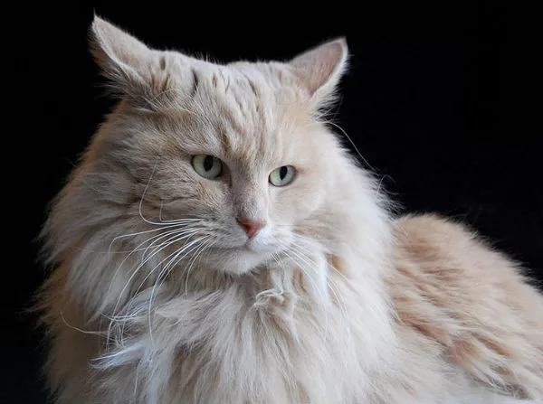 Turkish Angora cat