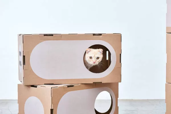 Disfruta de la adorable escena de gatitos explorando una caja de cartón, encarnando la esencia de Cat Decor & DIY. Alegría felina en cada detalle