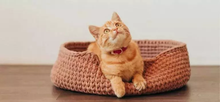 How to choose the best cat bed