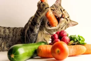 gato con zanahoria en la boca, junto con otras verduras y nutrientes