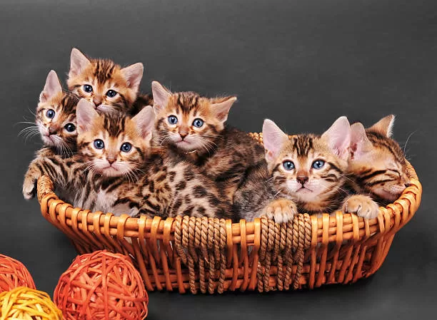 Mesmerizing Eyes of the Bengali Cat