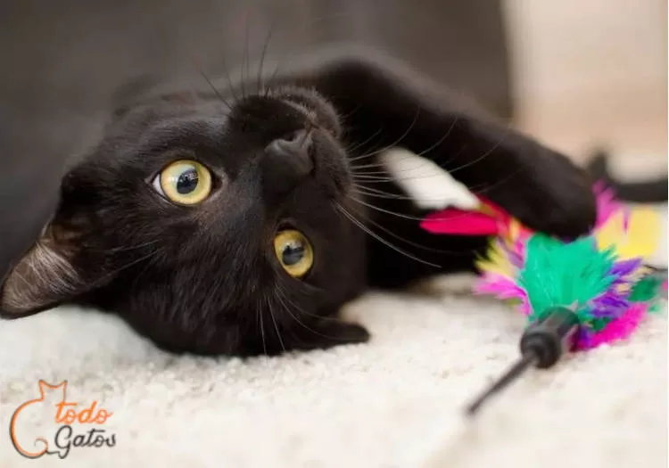 black kitten playing with a feather and logo of the site all cats below.  Exploring, Wonders, Cats, 20 Curiosities, Surprising, Cats