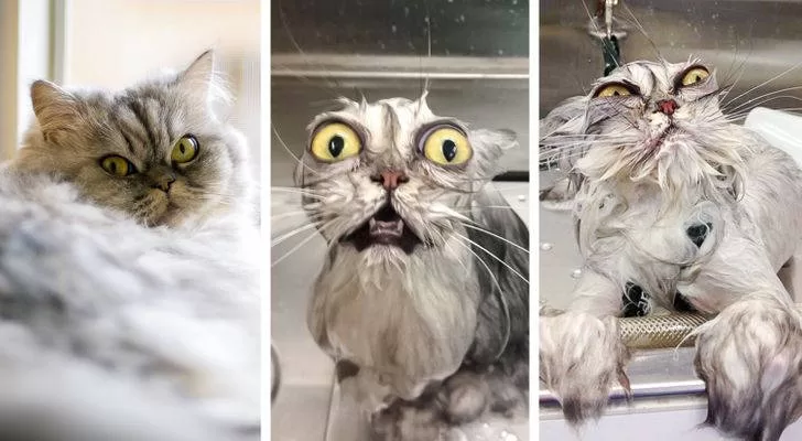 compilación de tres fotografías que muestran a un gato asustado bañándose Los comportamientos de juego de los gatos