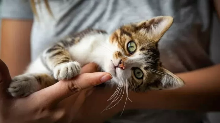 gatito acostado en las manos de su dueñoRelaciones humanas con gatos. Comportamientos felinos distintivos Personalidades únicas de los gatos