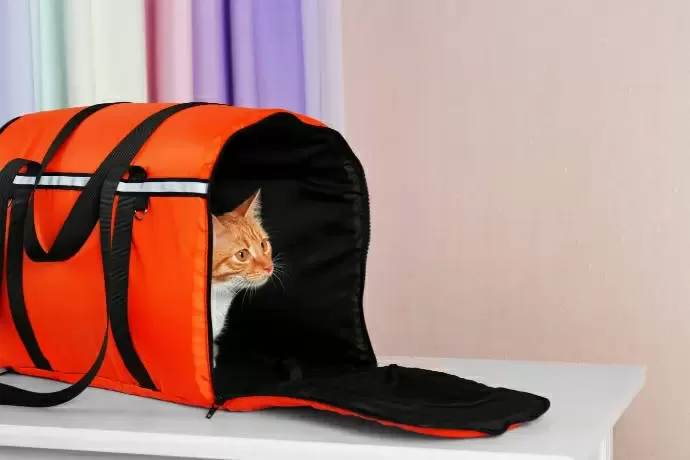 Descubre cómo elegir la mejor caja de transporte para tu gato. ¡Guía completa y consejos imperdibles! ¡No te lo pierdas!