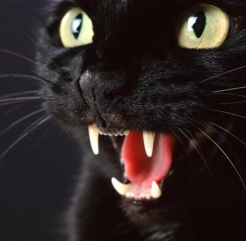 Descubre el fascinante mundo de los gatos silvestres: su historia, especies y curiosidades. ¡No te lo pierdas!