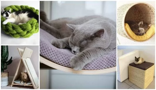 varios gatitos acostados, uno sobre una almohada verde en decoración para gatos