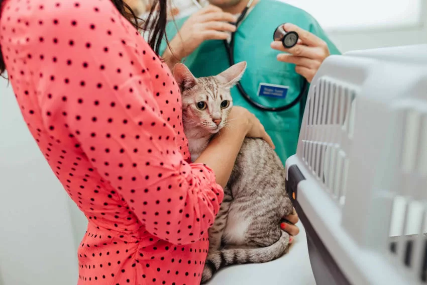 esterilización de gatos
