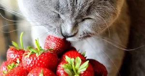 gato comiendo un alimento natural y nutritivo. esta comiendo una casa