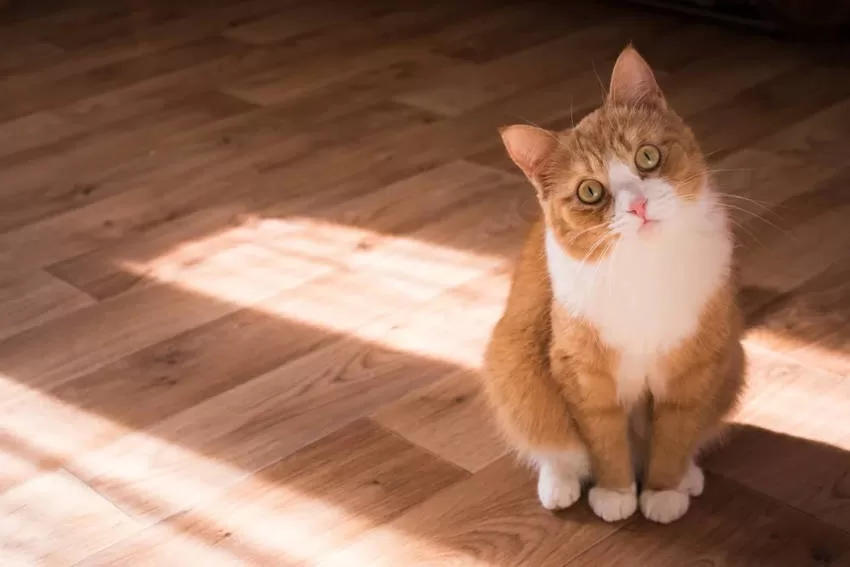 Descubre cómo proteger a tu gato del sol y tratar las quemaduras en este completo y curioso guía. ¡No te lo pierdas! 🐱☀️
