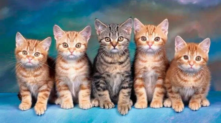 tabby cat puppies