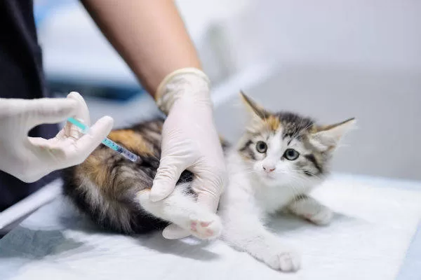 Asegurar una vida feliz: presentar gradualmente a los nuevos amigos de su gato. Consulte Calma y confianza al recibir atención veterinaria. Aprenda a promover una integración fluida con otros animales y niños.