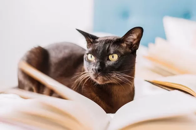 Libros sobre gatos