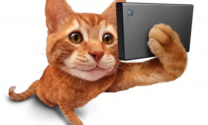 Social Media Cats