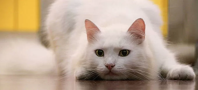 Gatos del lenguaje corporal