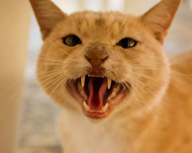 "Domina el arte de socializar gatos asustadizos: consejos y técnicas para ganarte la confianza de estos felinos cautelosos". 1