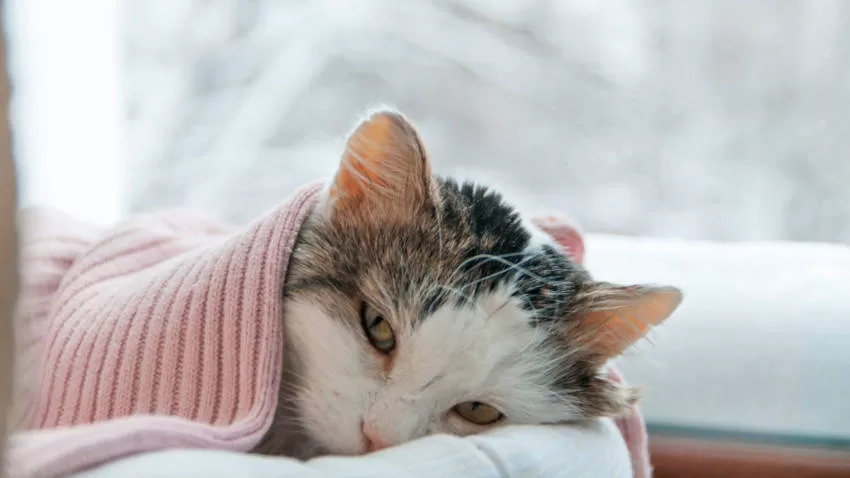 Prevenção Doenças em Gatoshh