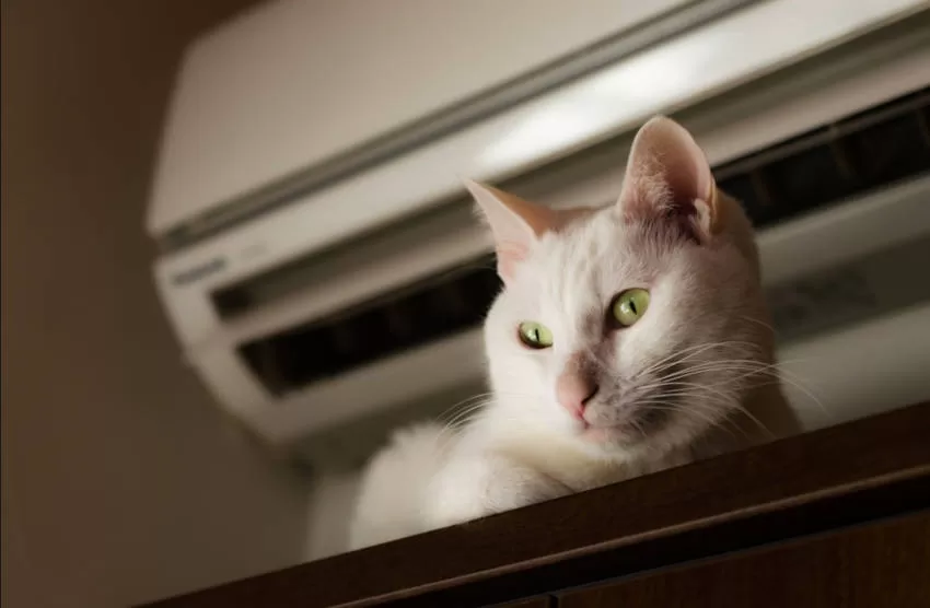 gato en aire acondicionado el calor afecta a los gatos