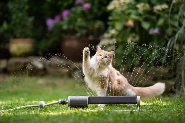 Cómo afecta el calor a los gatos 8