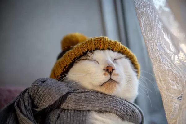 El gato bien protegido del frío y el calor afecta a los gatos.