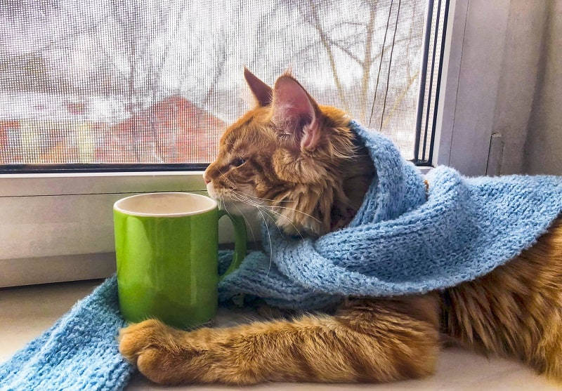 gato disfrutando del frio en la ventana el calor afecta a los gatos