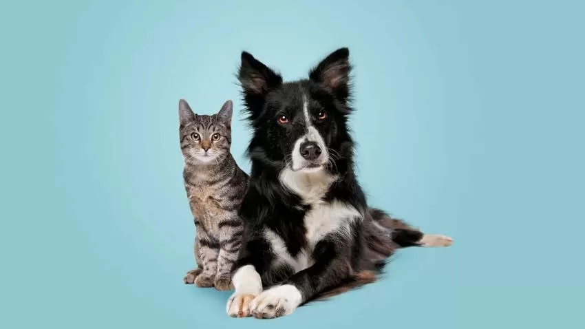 perro y gato negro