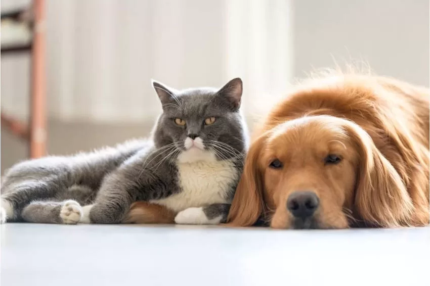 gato y su amigo perro