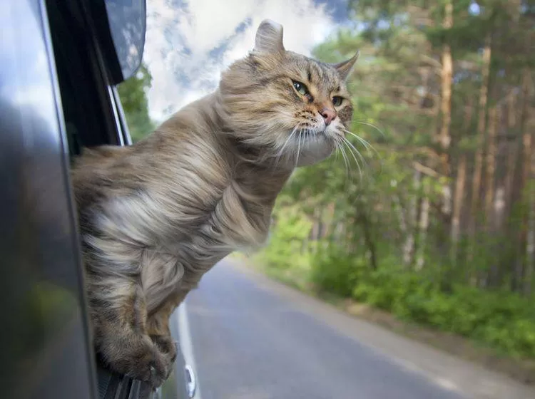 GATO EN LA VENTANA DEL COCHE HACIA EL CAMPO Gatos y Camping