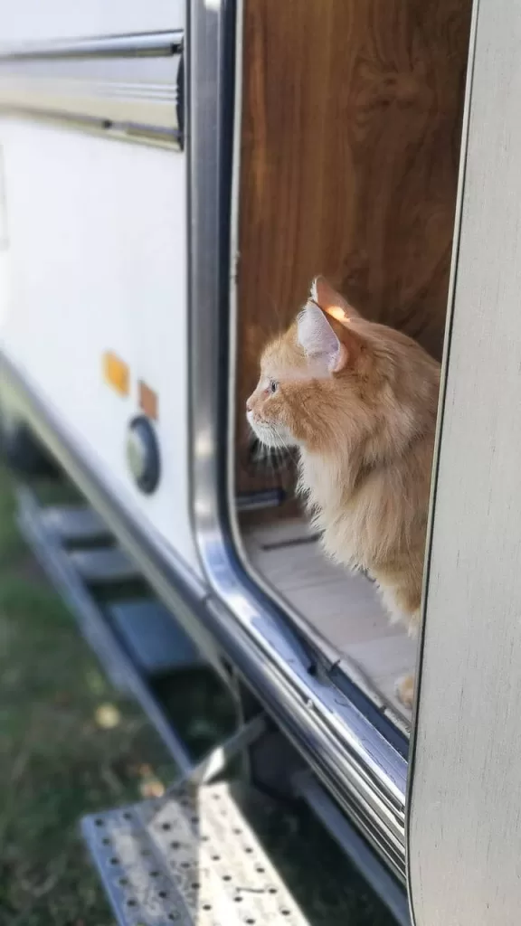 GATITO EN EL REMOLQUE EN EL CAMPO