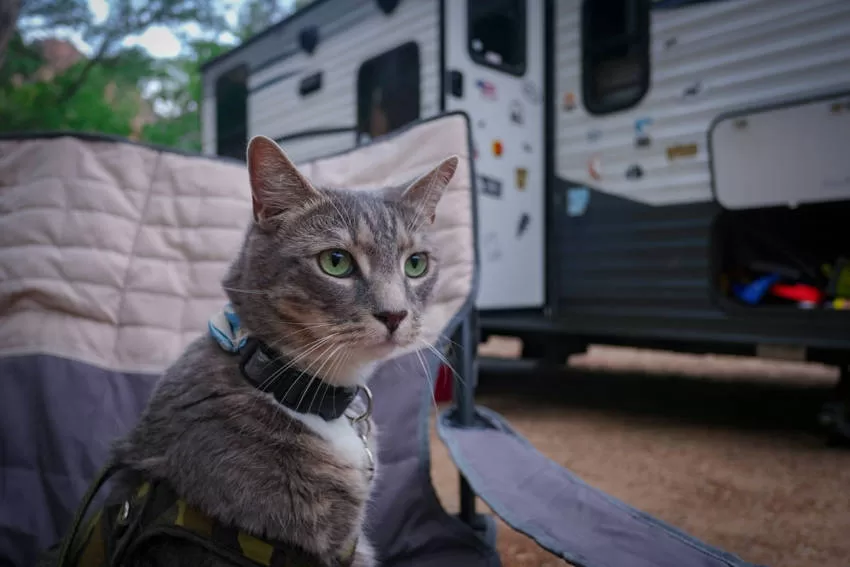 GATITO EN EL REMOLQUE FUERA Gatos y Camping
