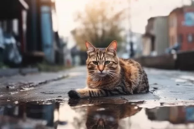 GATO EN EL Charco