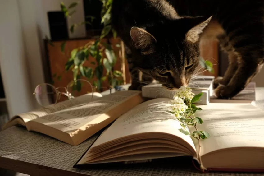 gato con libros