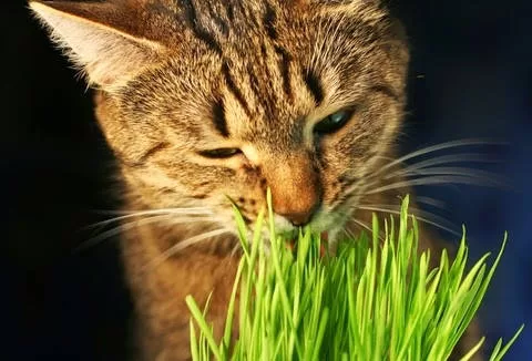 gato comiendo planta Gatos y Plantas