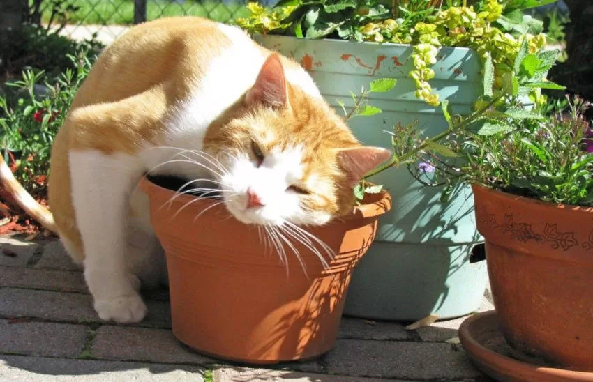 gato acostado y rodando sobre la planta Gatos y Plantas