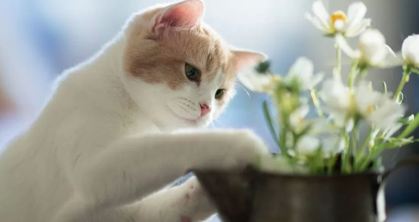 Gatos y plantas 1