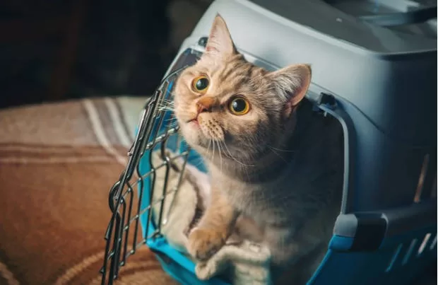 gato y viaje en la maleta