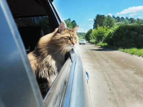 gato en el auto yendo a viajar