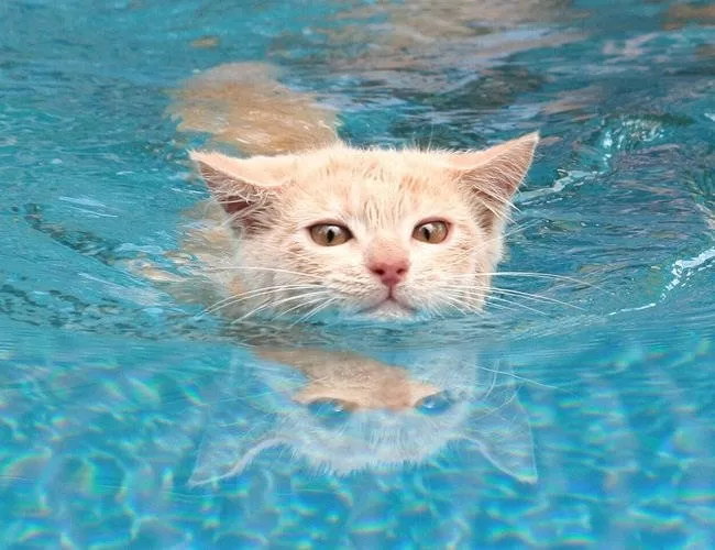 gatito nadando gatos y viajando