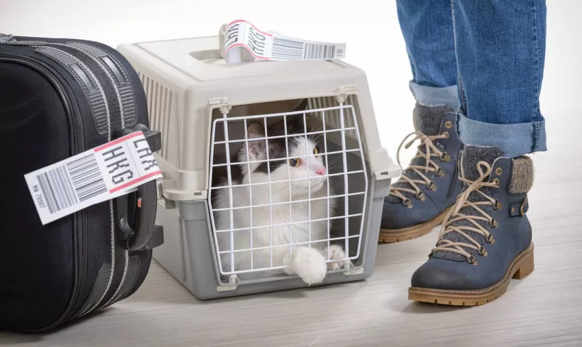 gato y viaja dentro de su caja