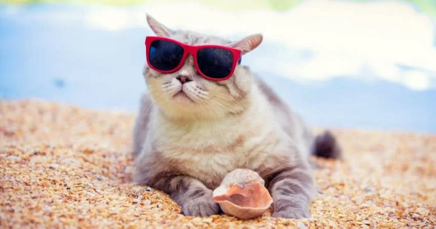 gatita en la playa con sus gafas Gatos y Playas