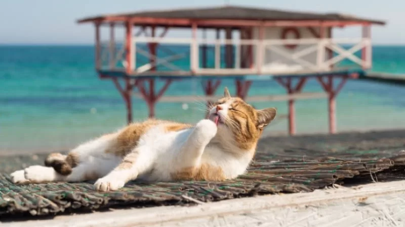 gato en el mar y en la playa Gatos y Playas