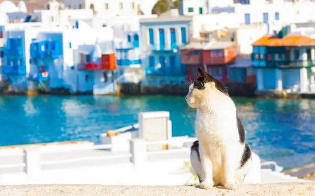 gatito en las playas de Grecia Gatos y Playas