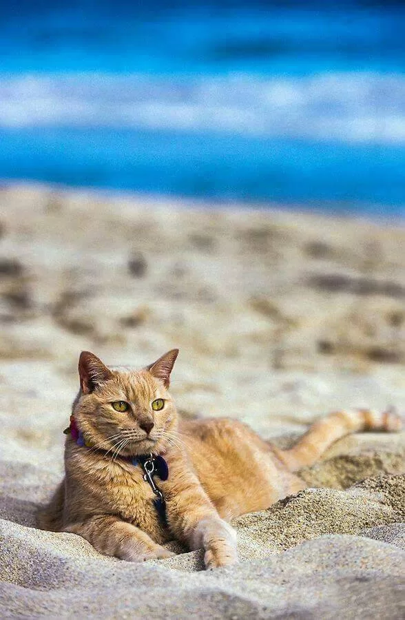 gatito en la arena caliente de la playa Gatos y Playas