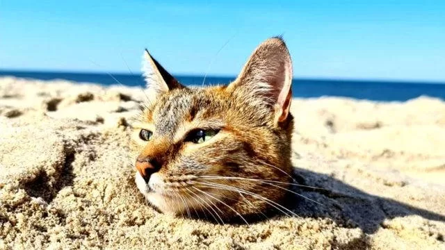 Gatos y playas77