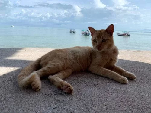 gato en la playa