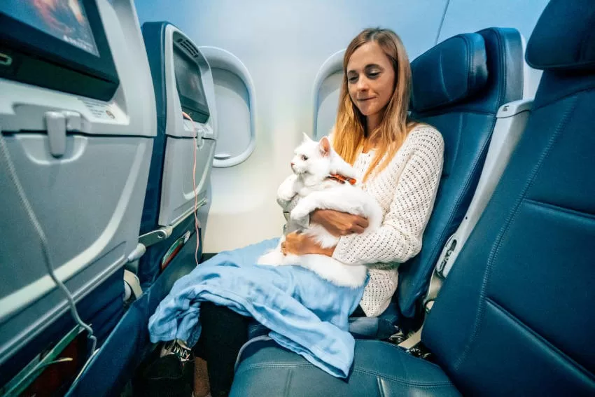 Gatos en vuelos: preparación para viajar en avión