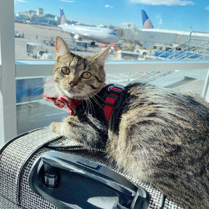 GATO EN EL AEROPUERTO