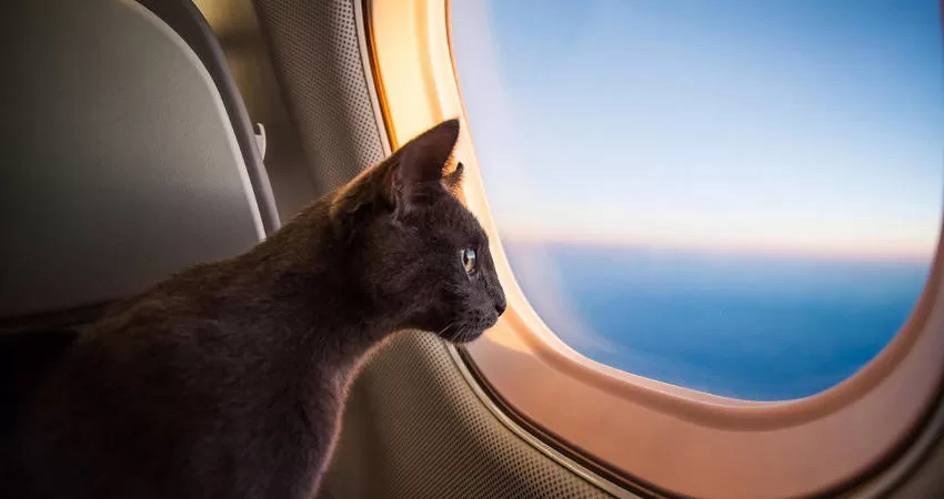 Gatos en vuelos: preparación para viajar en avión 44