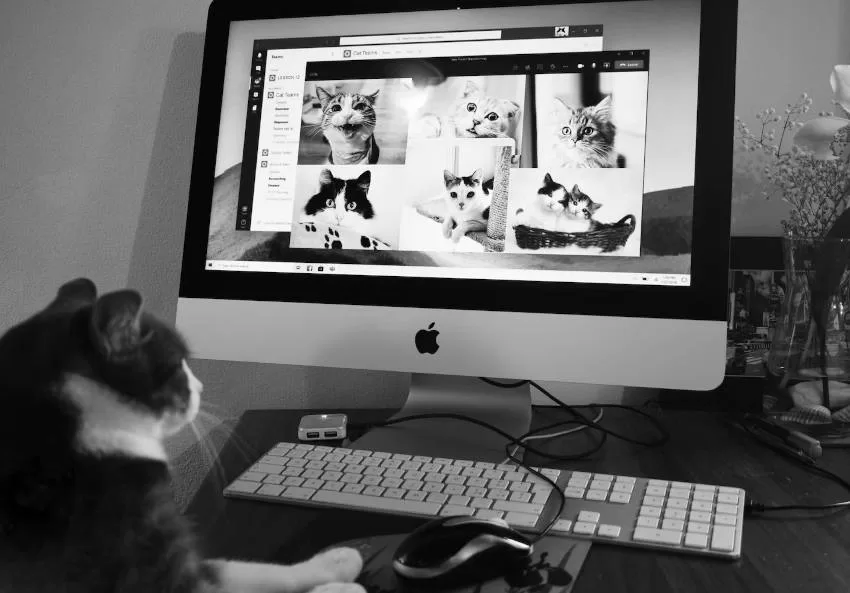 gato con computadora