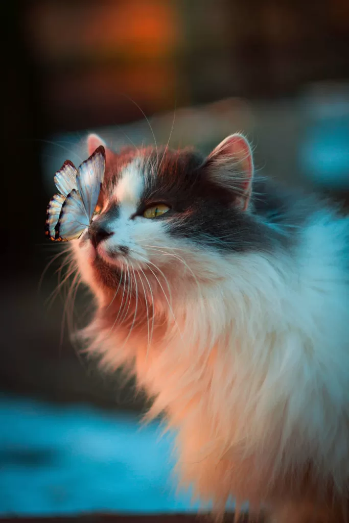 gato con mariposa